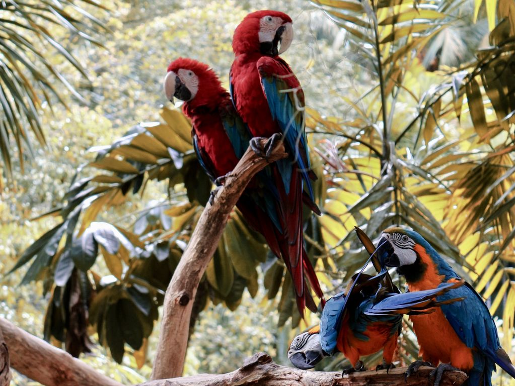 Papegaaien Maleisië